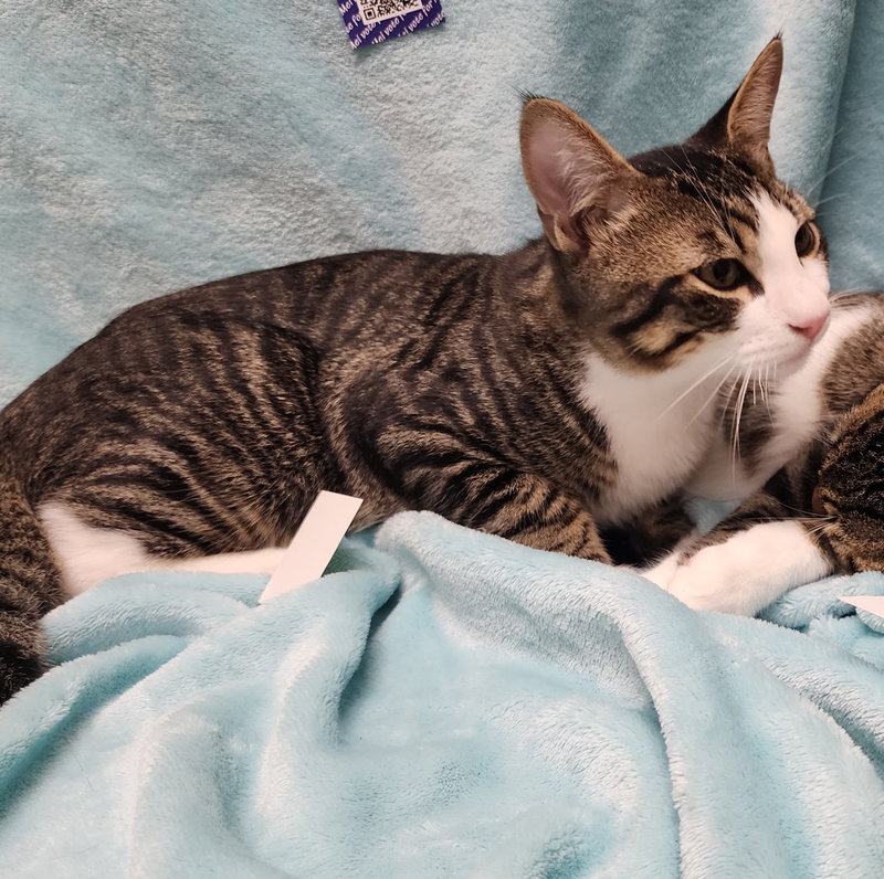 Oliver #bonded-to-Olivia, photo 8
