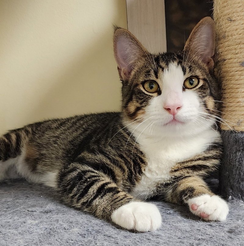Oliver #bonded-to-Olivia, photo 9