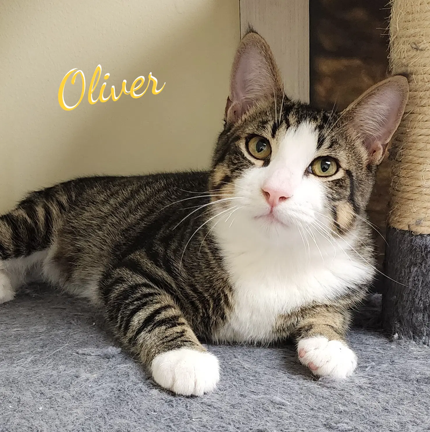 Oliver Bonded-To-Olivia - Tabby