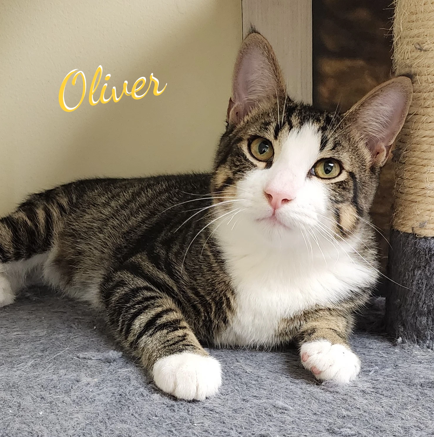 Oliver Bonded-To-Olivia