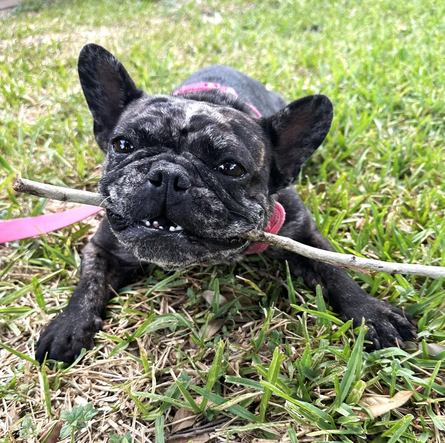 Junebug Fetches-Plushies image 2