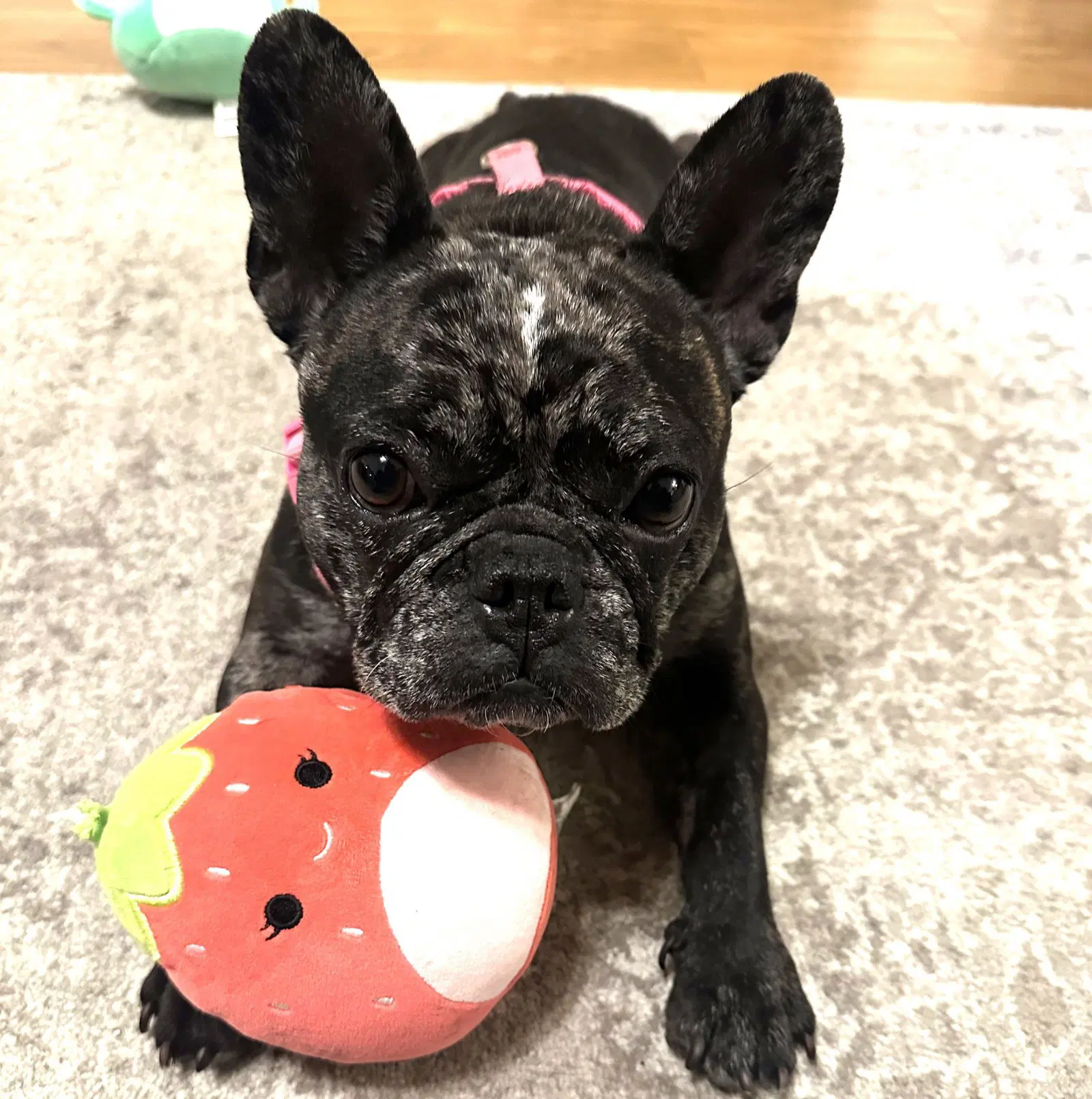 Junebug Fetches-Plushies image 3