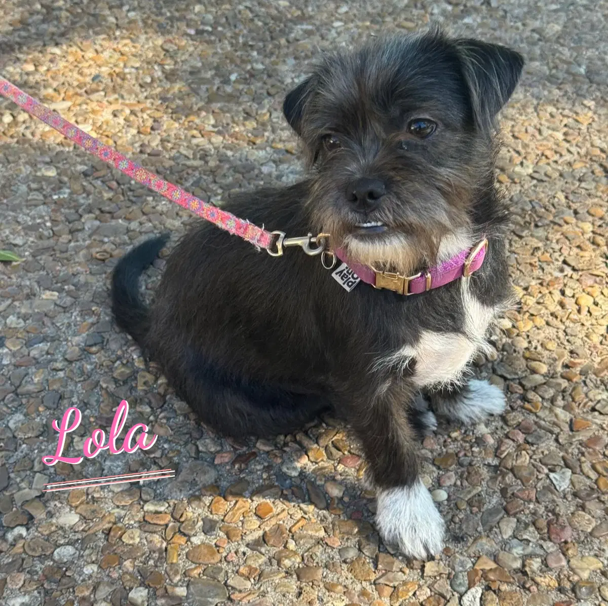Lola Plush-Toy-Litter - Jack Russell Terrier