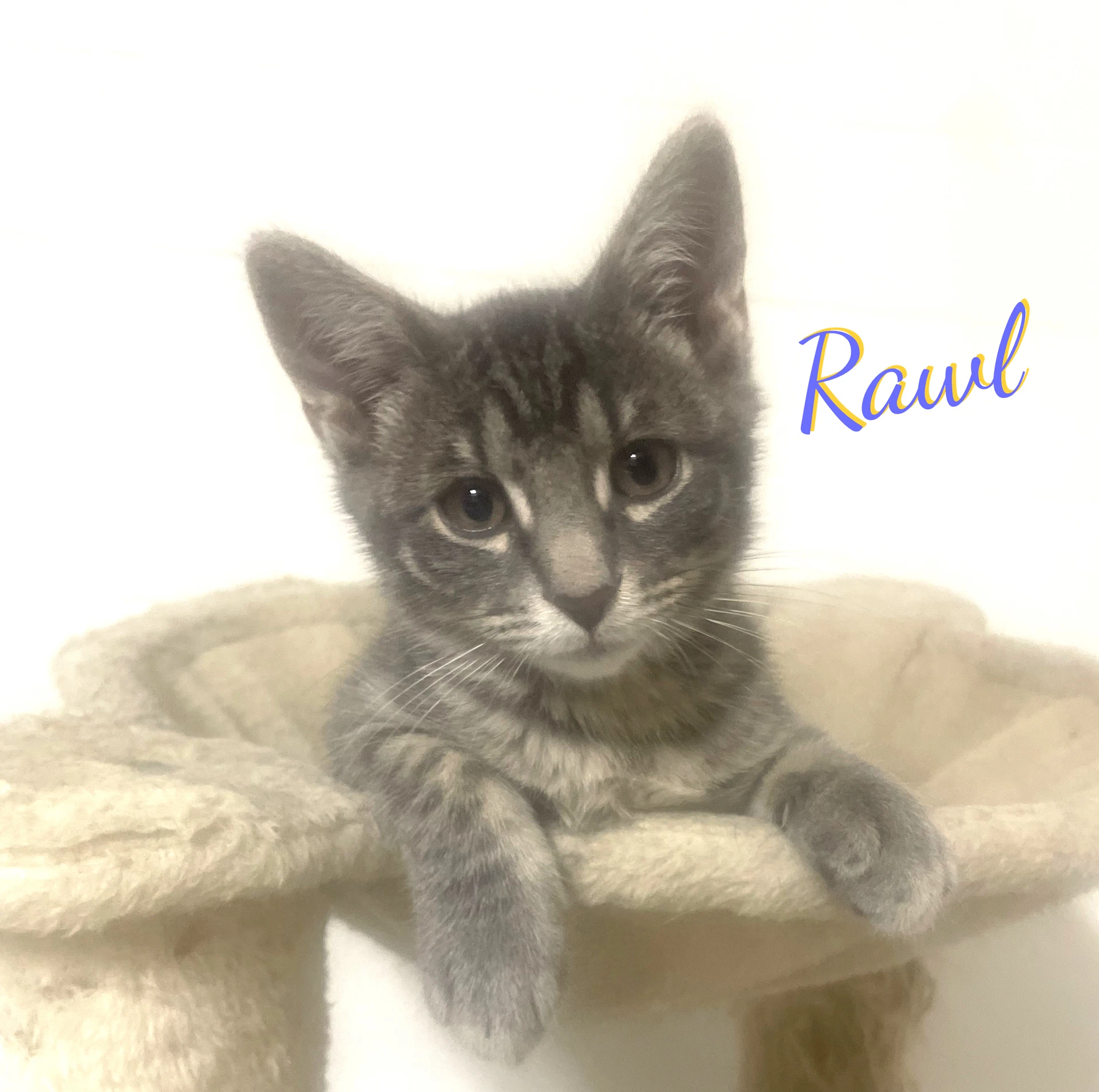 Rawl Innocent-Face