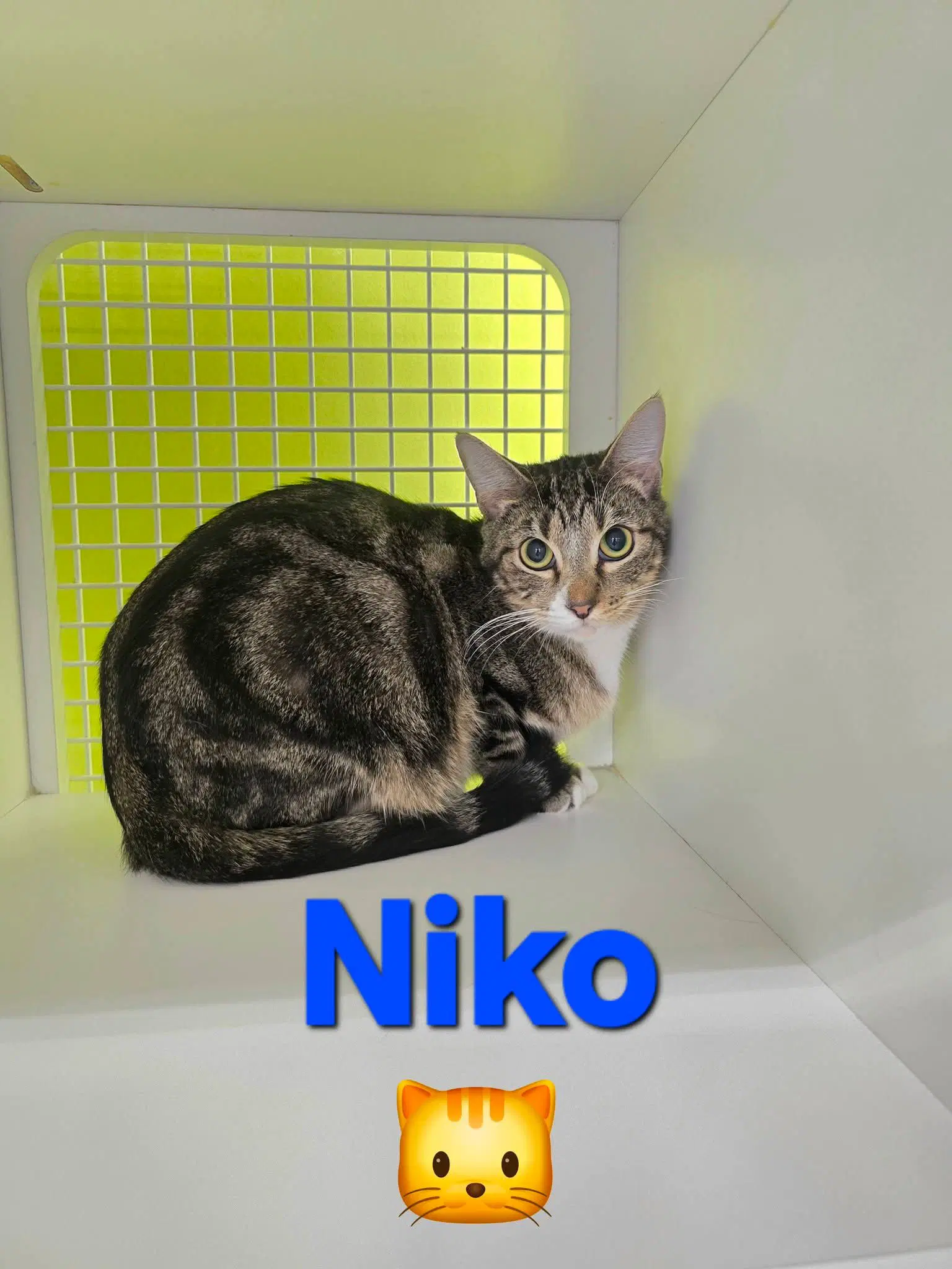 Niko Professionalsnuggler image 2