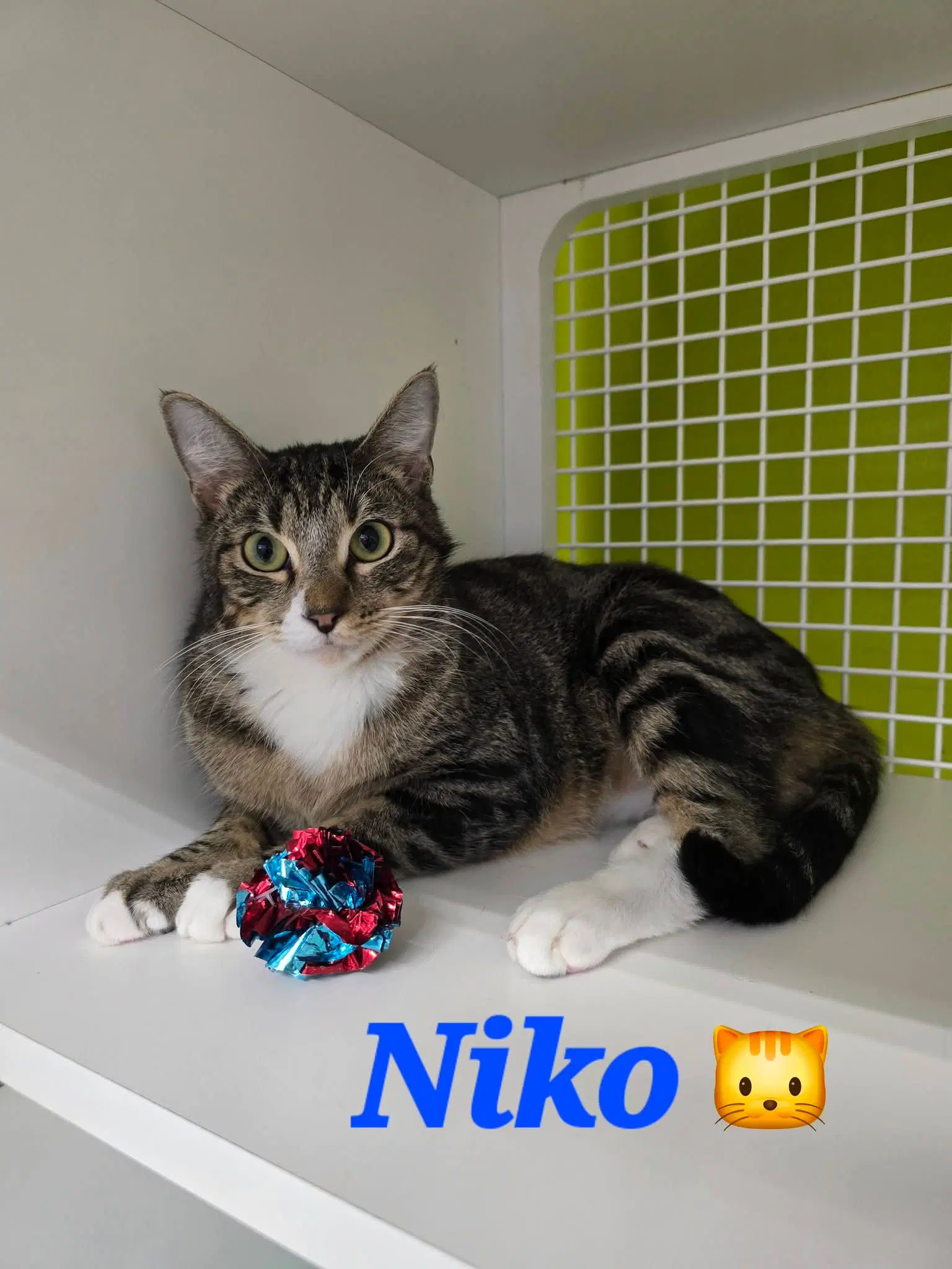 Niko Professionalsnuggler image 3