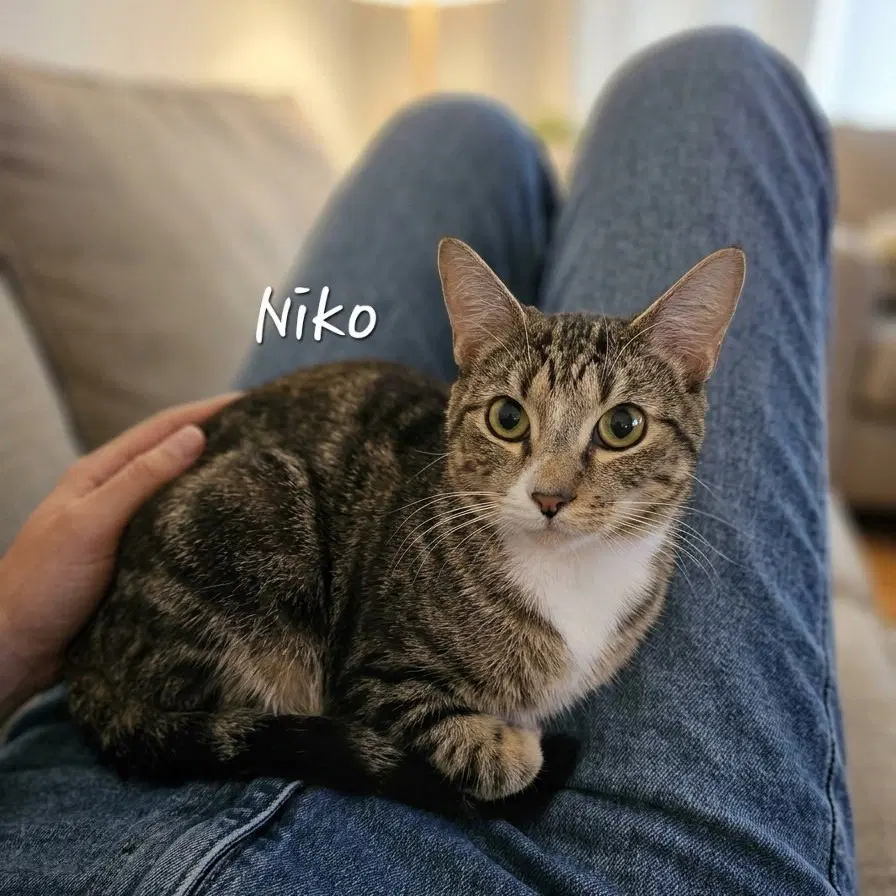Niko Professionalsnuggler - Domestic Short Hair