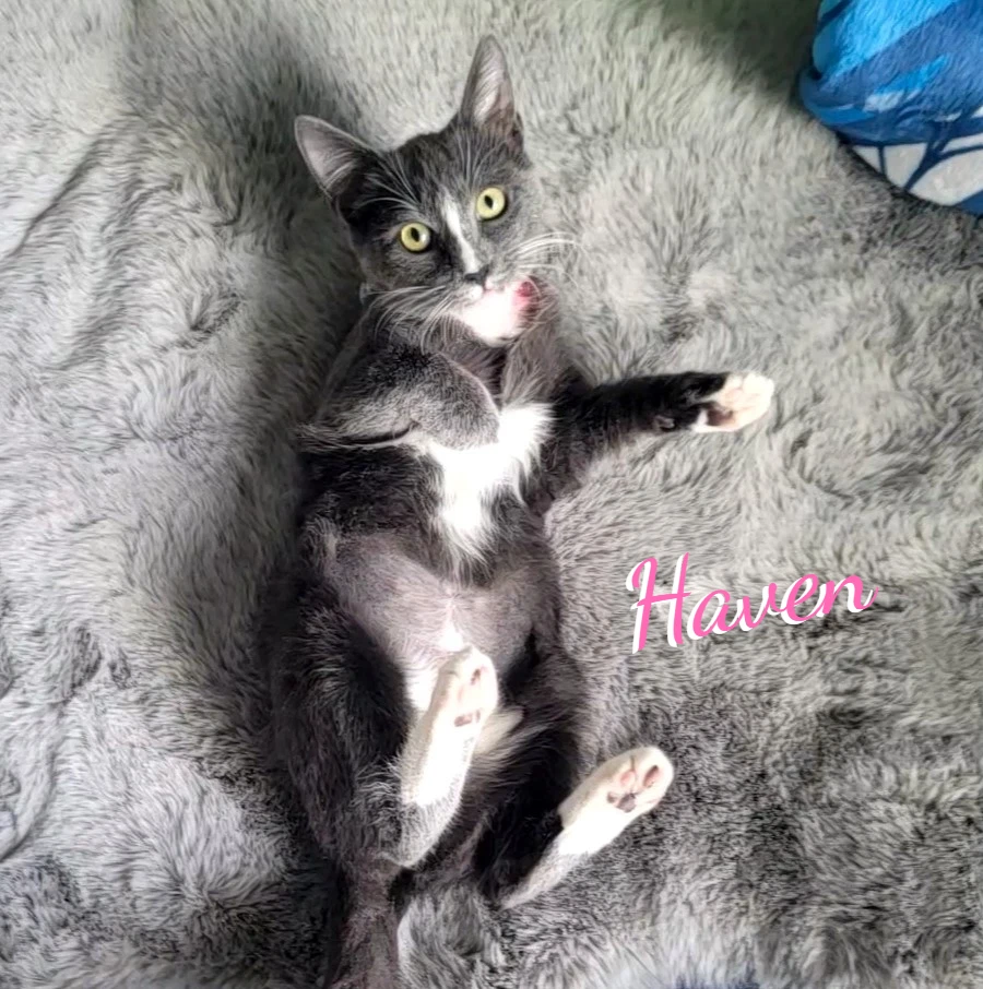 Haven Used-Tire-Crew