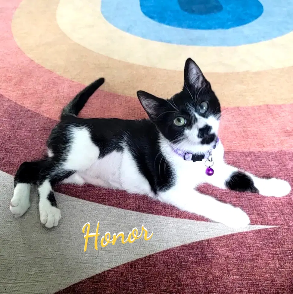 Honor Used-Tire-Crew - Tuxedo
