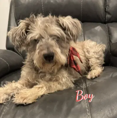 Boy Scruffy-Terrier image 1