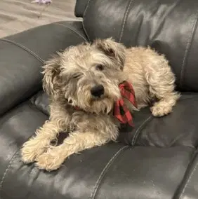 Boy Scruffy-Terrier image 2