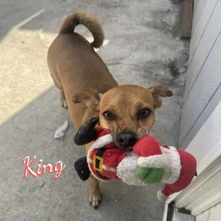 King Cuddly-Lap-Dog - Chihuahua
