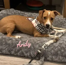 Andy Great-With-Kids - Jack Russell Terrier