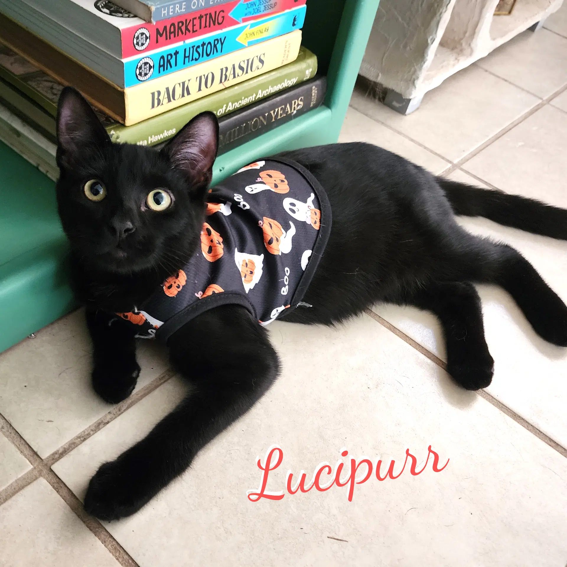 Lucipurr Brother-Of-Willow - Bombay