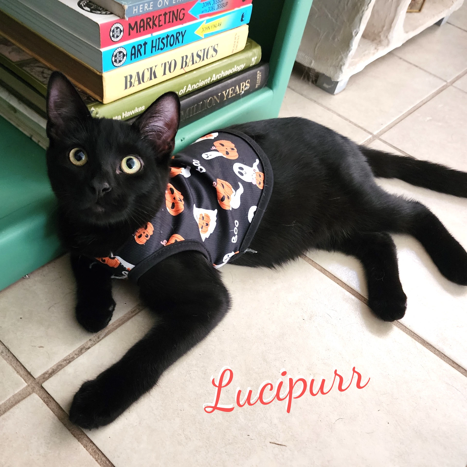 Lucipurr Brother-Of-Willow