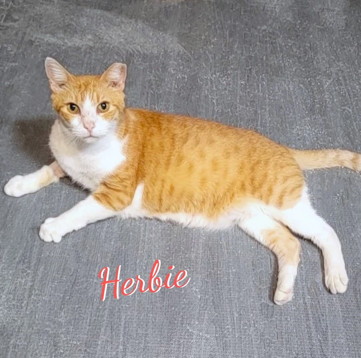 Herbie The-Lovebug