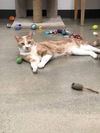 adoptable Cat in Long Beach, CA named Milo