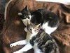Puzzle - Photo 9