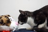 Whisp - Photo 7