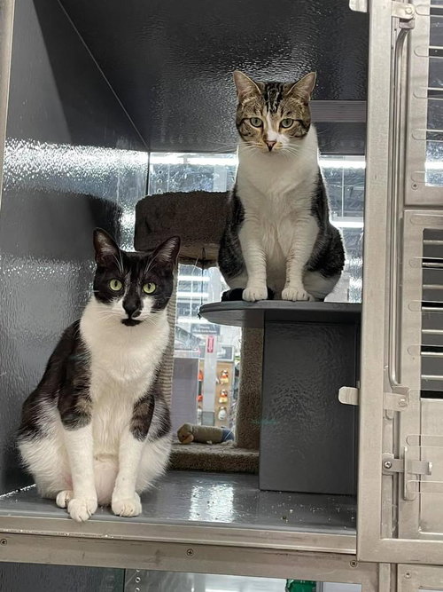 WHISP - Domestic Short Hair available for adoption