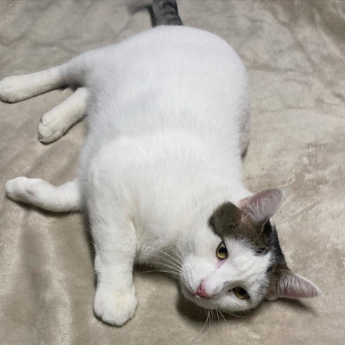 GHOST - Domestic Short Hair available for adoption