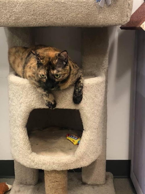 AUBURN - Domestic Short Hair / Dilute Tortoiseshell available for adoption