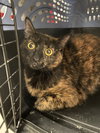 Sable - Photo 4