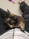 Sable - Photo 3