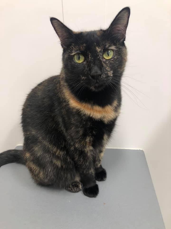 adoptable Cat in Long Beach, CA named Sable