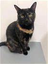 adoptable Cat in  named Sable