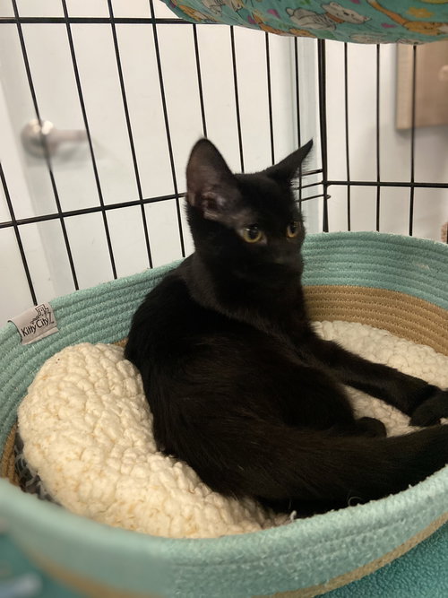 LILITH - Domestic Short Hair available for adoption
