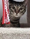 adoptable Cat in Long Beach, CA named Hilda & Estrid