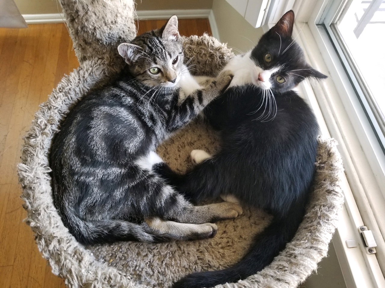 Cats for Adoption in La Palma, California Alpha Paw