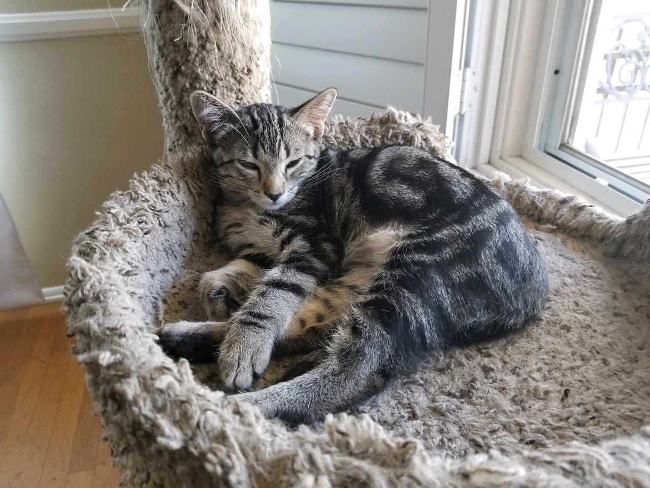 Cats for Adoption in La Palma, California Alpha Paw
