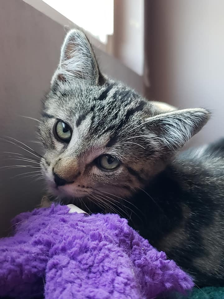 Cats for Adoption in La Palma, California Alpha Paw