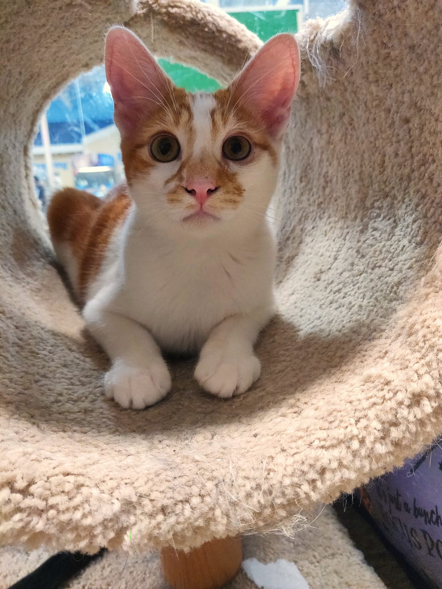 Cats for Adoption in La Palma, California Alpha Paw