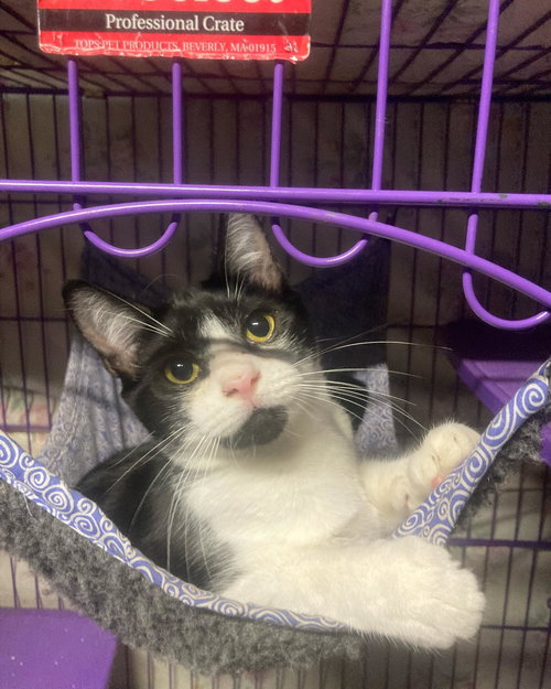BRUCE WAYNE - Domestic Short Hair available for adoption