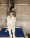 adoptable Cat in Long Beach, CA named Shy Ronnie