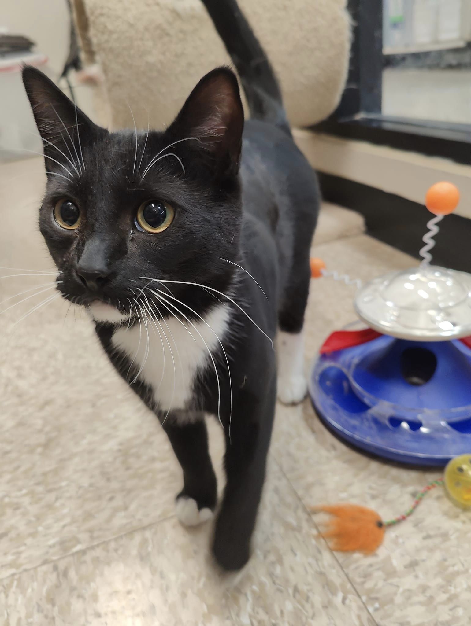 adoptable Cat in Long Beach, CA named Stoker