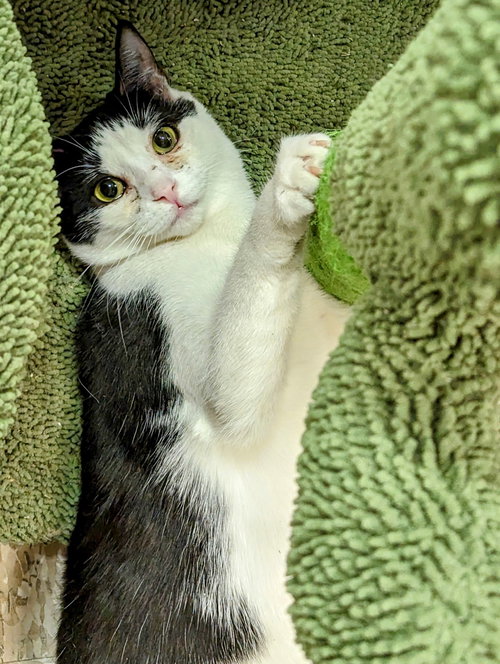 SOPHIE - Domestic Short Hair available for adoption