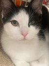 Pavarotti - Photo 2