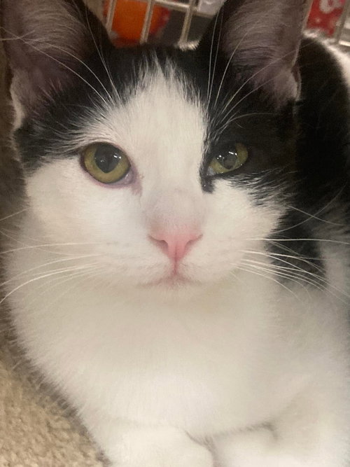 PAVAROTTI - Domestic Short Hair available for adoption