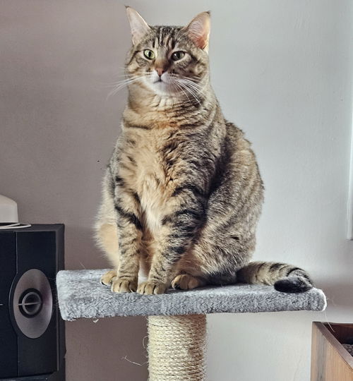 picture of the cat needing adoption