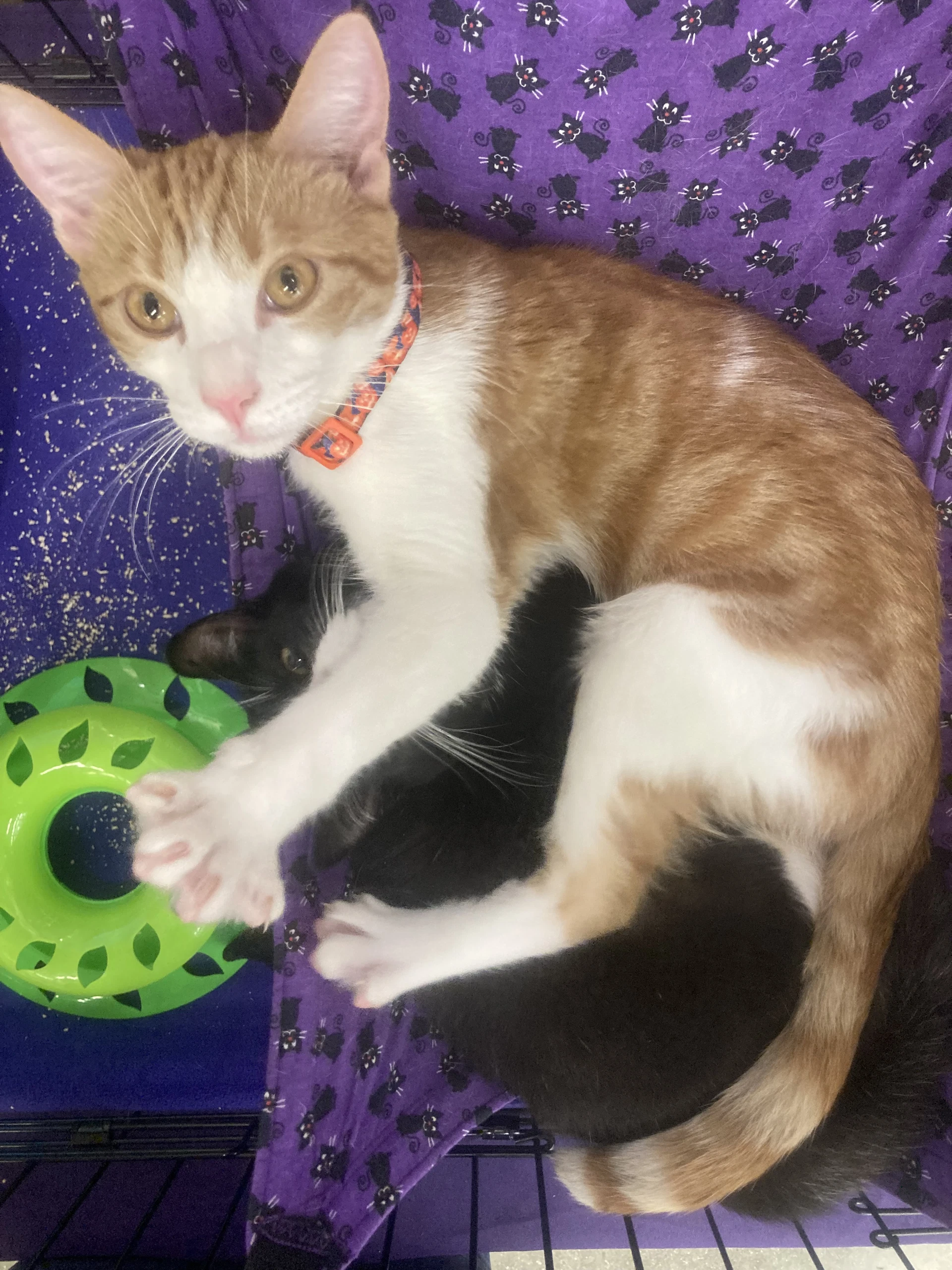 Peanut And Socks
