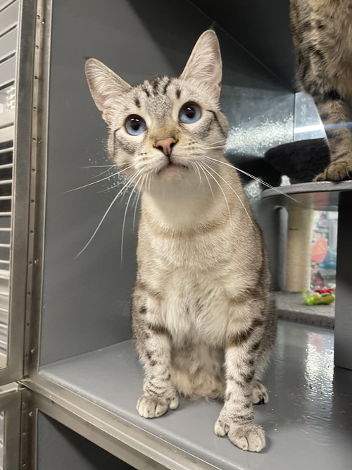 Francisco, Siamese / Extra-Toes Cat (Hemingway Polydactyl) / Mixed (short coat)