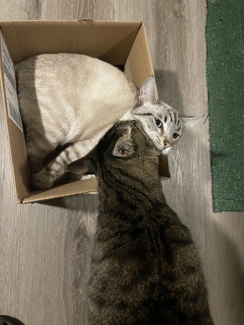 FRANCISCO & FREEWAY - Siamese / Extra-Toes Cat (Hemingway Polydactyl) available for adoption