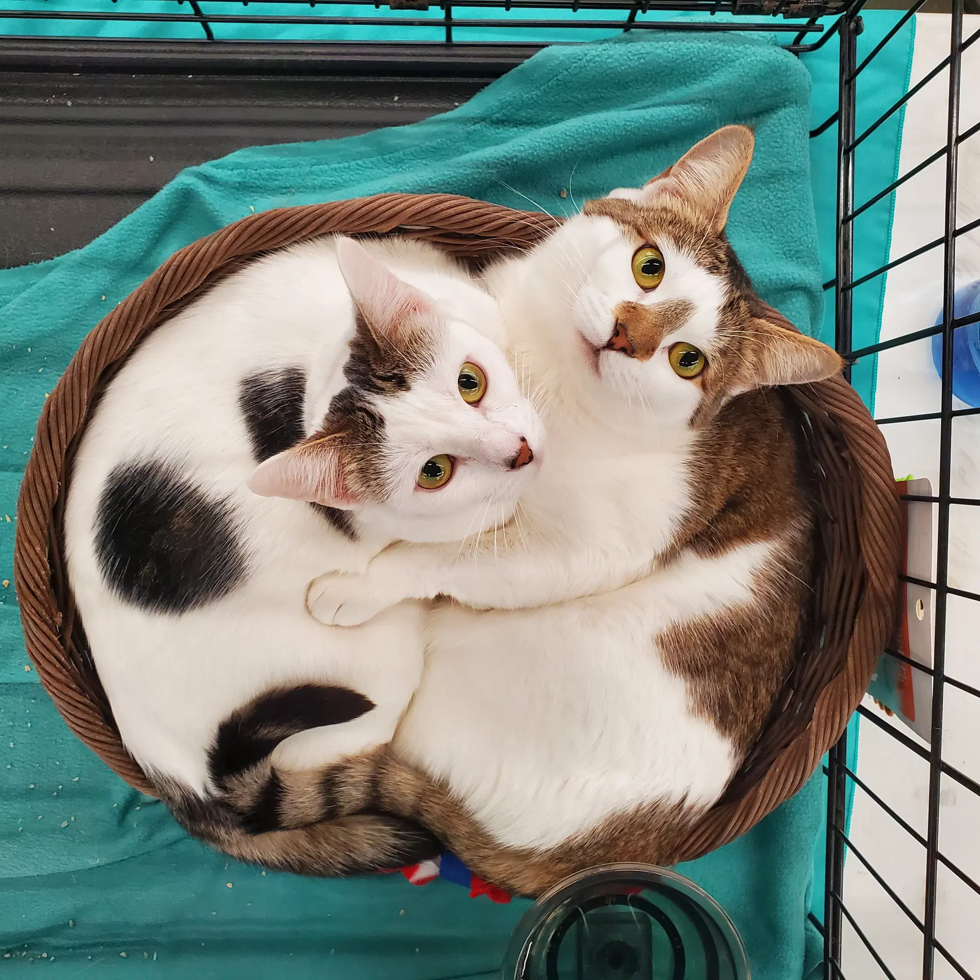 Butterscotch - Domestic Short Hair
