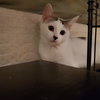 Butterscotch - Photo 7