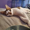 Bonnie - Photo 5