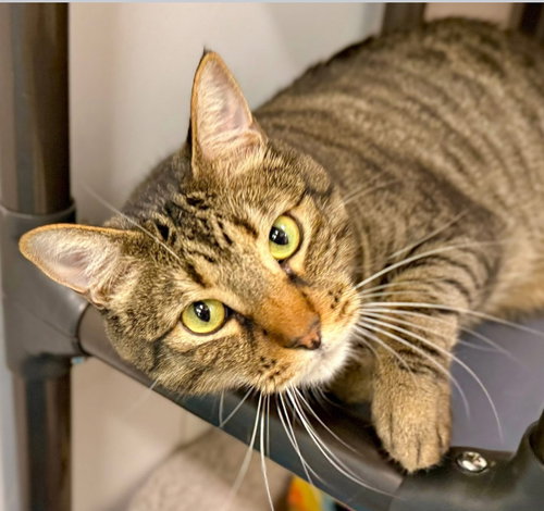 Freeway, Domestic Short Hair / Mixed (short coat)